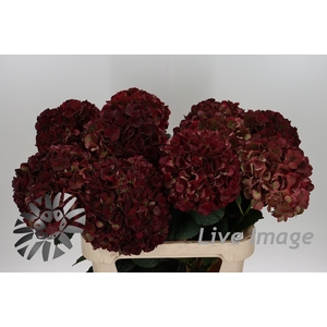 Hydrangea mag pink ruby classic