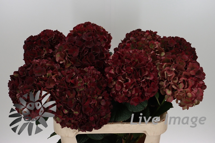 <h4>Hydrangea mag pink ruby classic</h4>