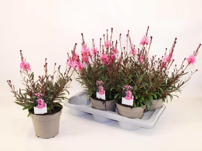 <h4>GAUR LI GAUDI ROSE</h4>