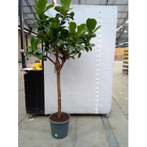 Ficus lyrata