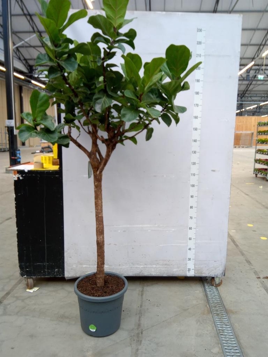 <h4>Ficus lyrata</h4>