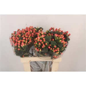 Hyp Mag Roy Princess