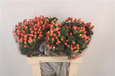 <h4>Hyp Mag Roy Princess</h4>