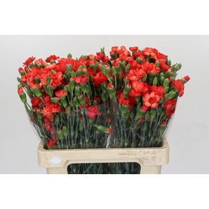 Dianthus spray Orange Limbo