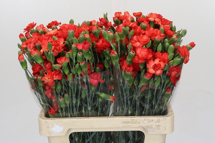<h4>Dianthus spray Orange Limbo</h4>