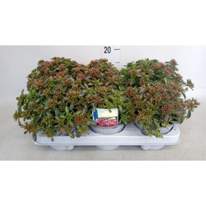 Sedum spurium 'Spot on deep Rose'