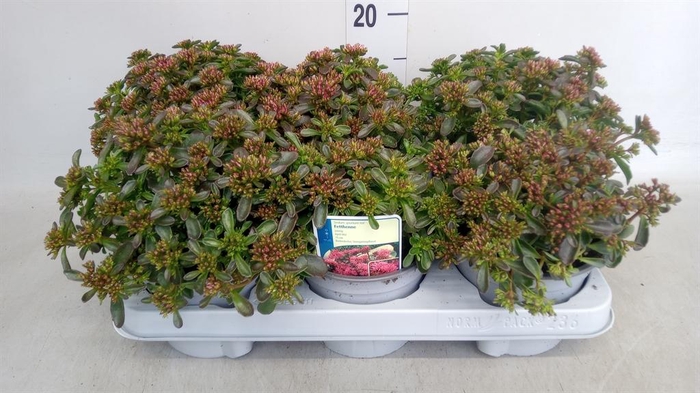<h4>Sedum spurium 'Spot on deep Rose'</h4>