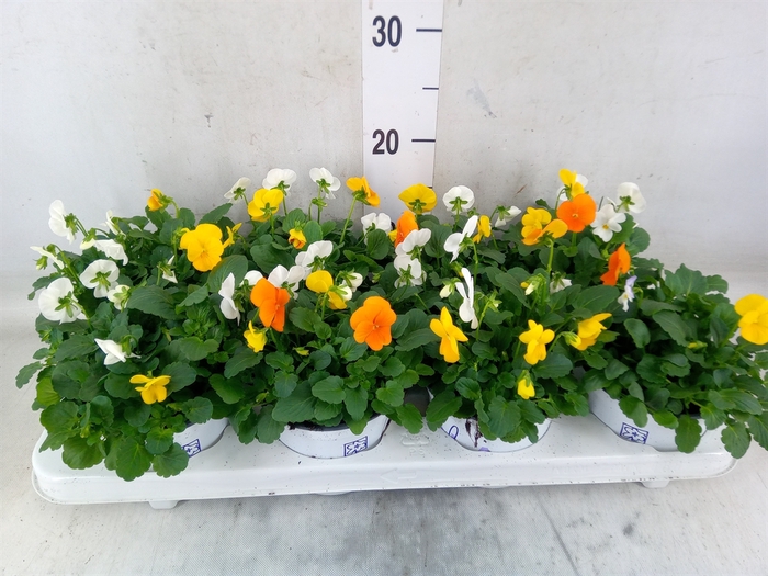 <h4>Viola   ...tricolor</h4>