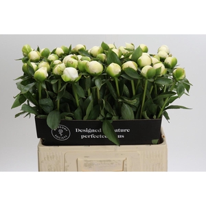 Paeonia Duchesse De Nemours