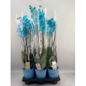 Phalaenopsis   ...