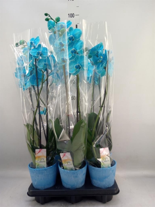 <h4>Phalaenopsis   ...</h4>