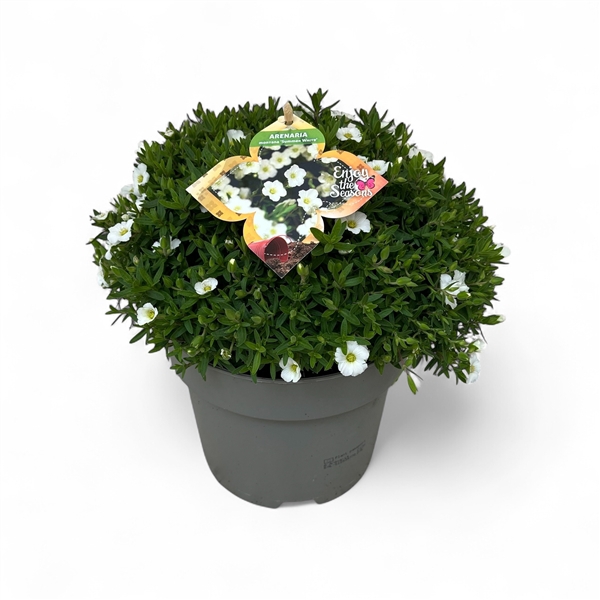<h4>Arenaria Montana Summer White color sur p</h4>