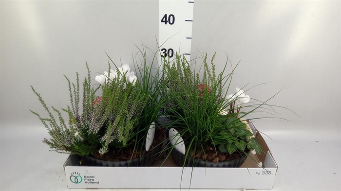 <h4>Arr.   Tuinplanten L%</h4>