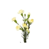CRAVO SPRAY XANTHE 050 CM AMARELO