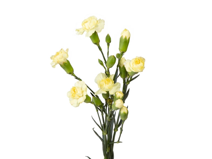 CRAVO SPRAY XANTHE 050 CM AMARELO