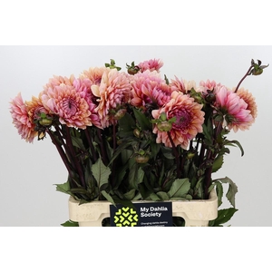 Dahlia Sweet Sanne