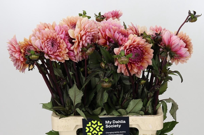 <h4>Dahlia Sweet Sanne</h4>