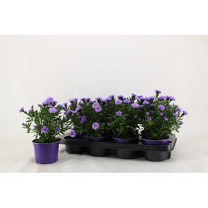 ASTER D AL PURPLE RO