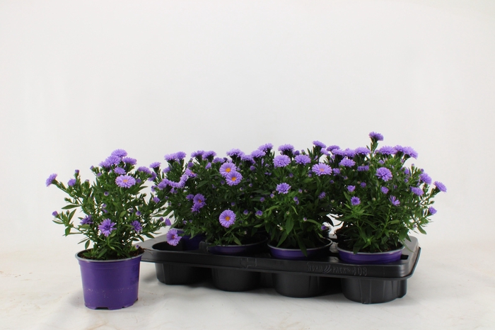 <h4>ASTER D AL PURPLE RO</h4>