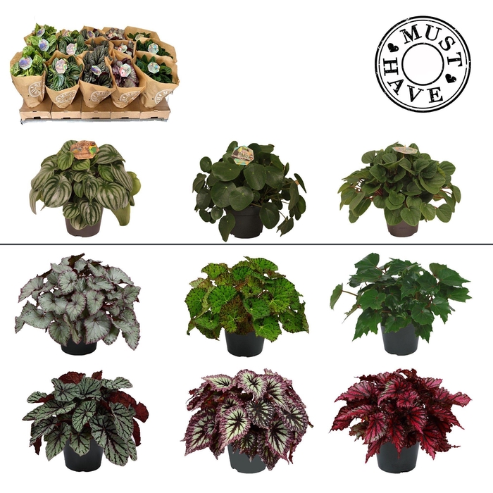 <h4>Kamerplanten Groen MIX per laag</h4>