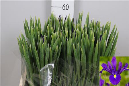 <h4>Iris Hong Kong</h4>