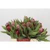 Protea Robijn
