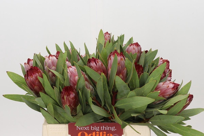 Protea Robijn