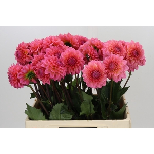 Dahlia Doris Duke