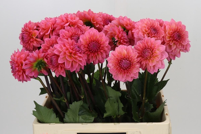 Dahlia Doris Duke