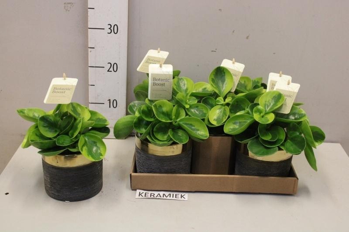 <h4>PEP OBT OBTIPAN</h4>