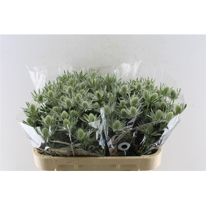 Eryngium Sirius Qstar 70cm X30