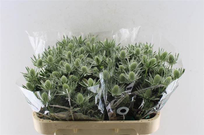 <h4>Eryngium Sirius Qstar 70cm X30</h4>