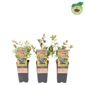 Vaccinium cor. 'Patriot', P15