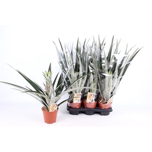 ANANAS CHAMPACA