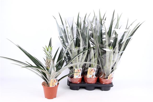 <h4>ANANAS CHAMPACA</h4>