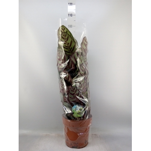Calathea makoyana
