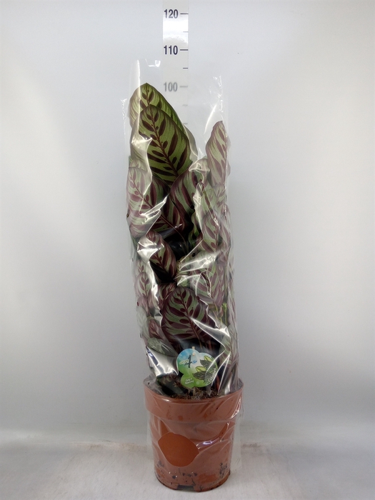 <h4>Calathea makoyana</h4>