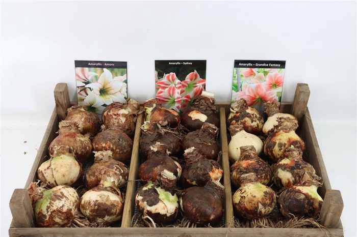 <h4>Bloembol Hipp Mix 1</h4>