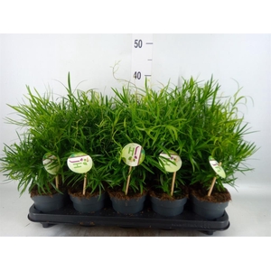 Asparagus falcatus