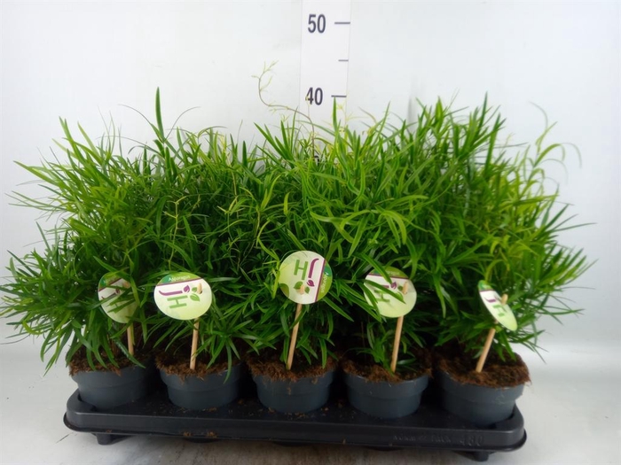 <h4>Asparagus falcatus</h4>