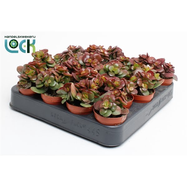 <h4>Crassula Minor</h4>