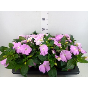 Impatiens NG 'ColPow Lavender'