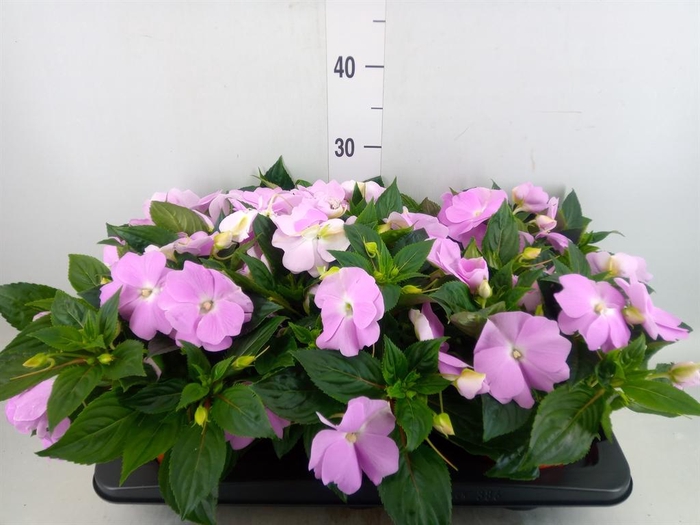 <h4>Impatiens NG 'ColPow Lavender'</h4>