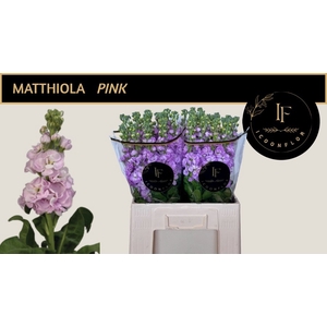 MATTH MATHILDA PINK