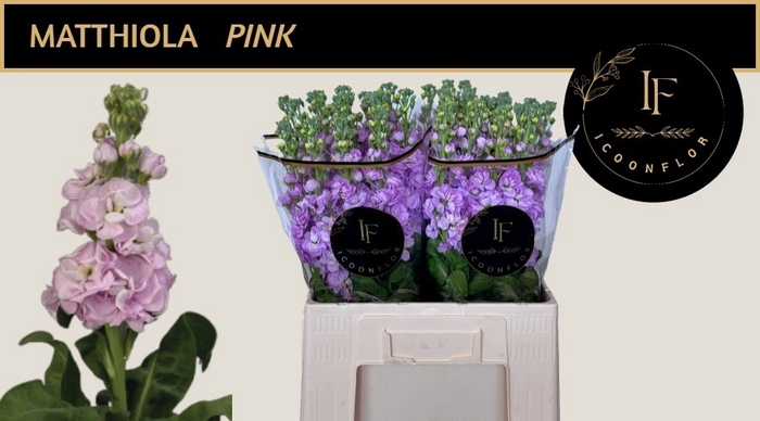<h4>MATTH MATHILDA PINK</h4>