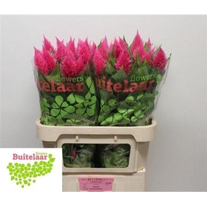 Celosia P Sunday Bright Pink