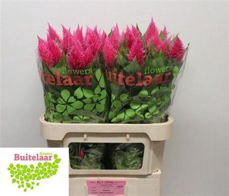 <h4>Celosia P Sunday Bright Pink</h4>