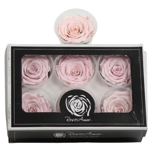 Rosa Preserved Ll Bic 07