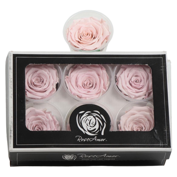 <h4>Rosa Preserved Ll Bic 07</h4>