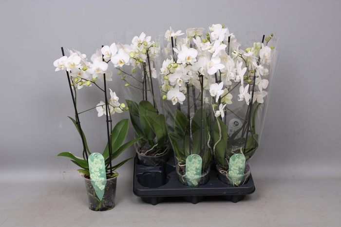 <h4>PHAL MF AN VENICE</h4>